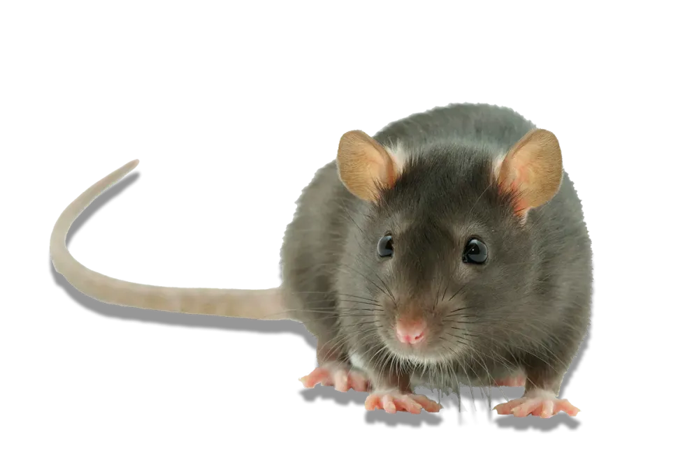 Rat