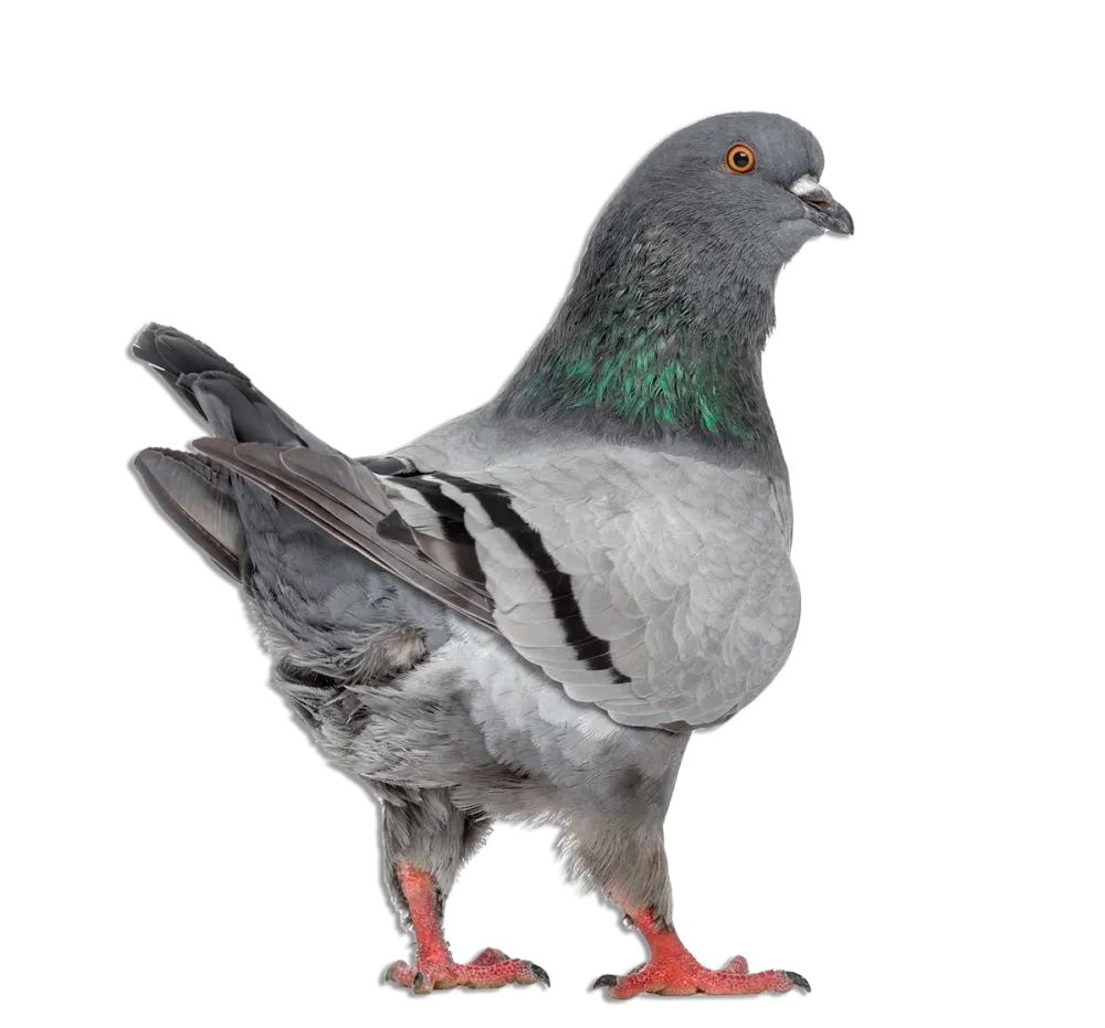 Pigeon