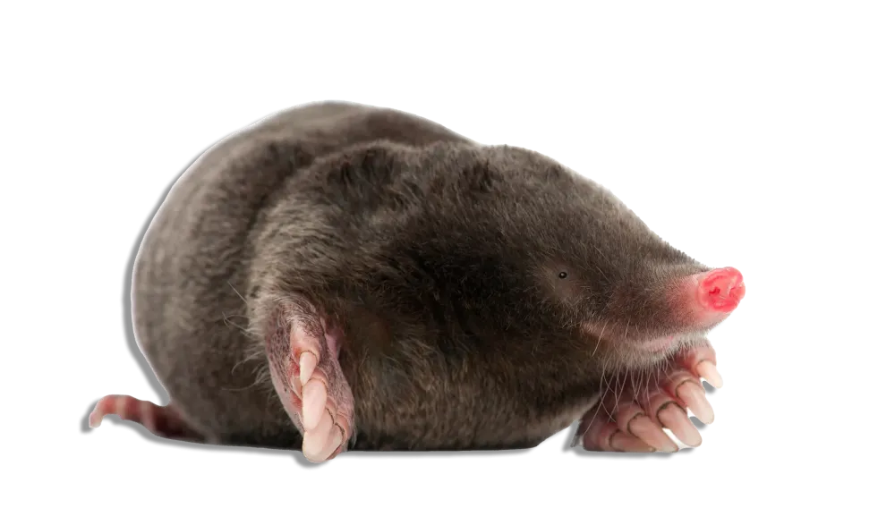 Taupes