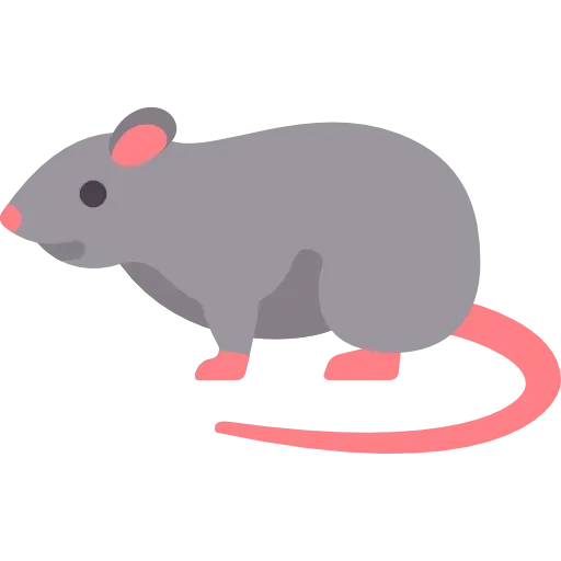 Rat