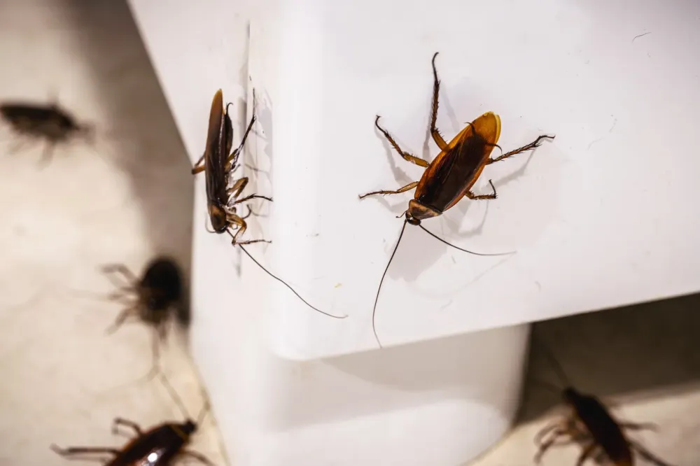Extermination de nuisibles à Châteauvieux