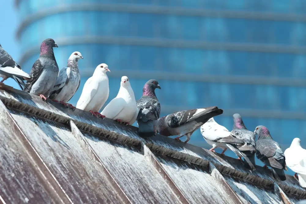 Dépigeonnisation à Châteauvieux