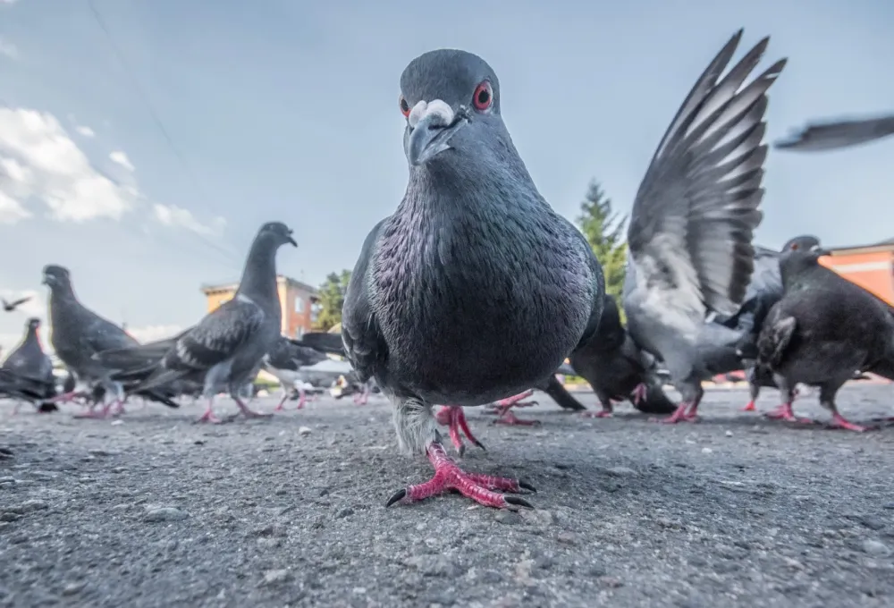 Pigeons à Châteauvieux