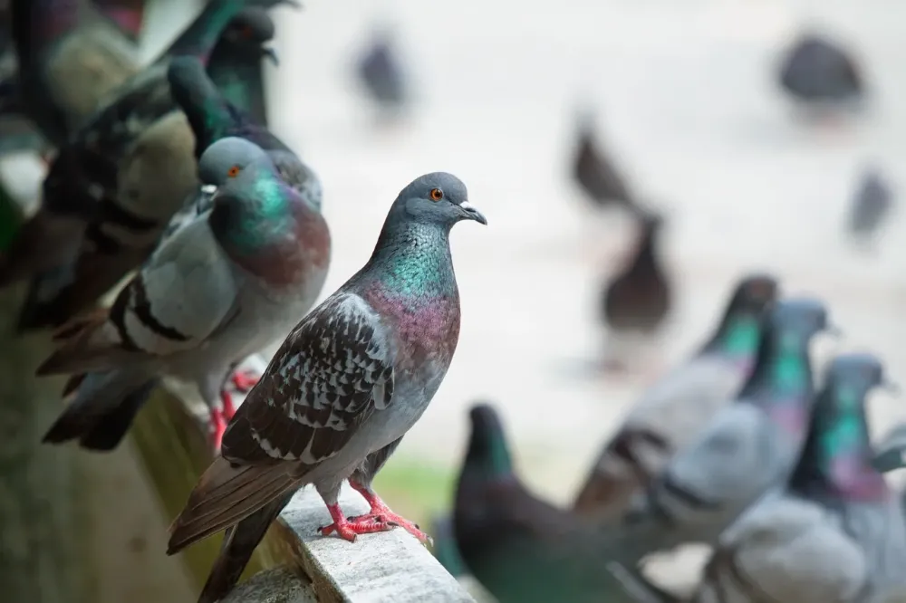 prestations Dépigeonnisation